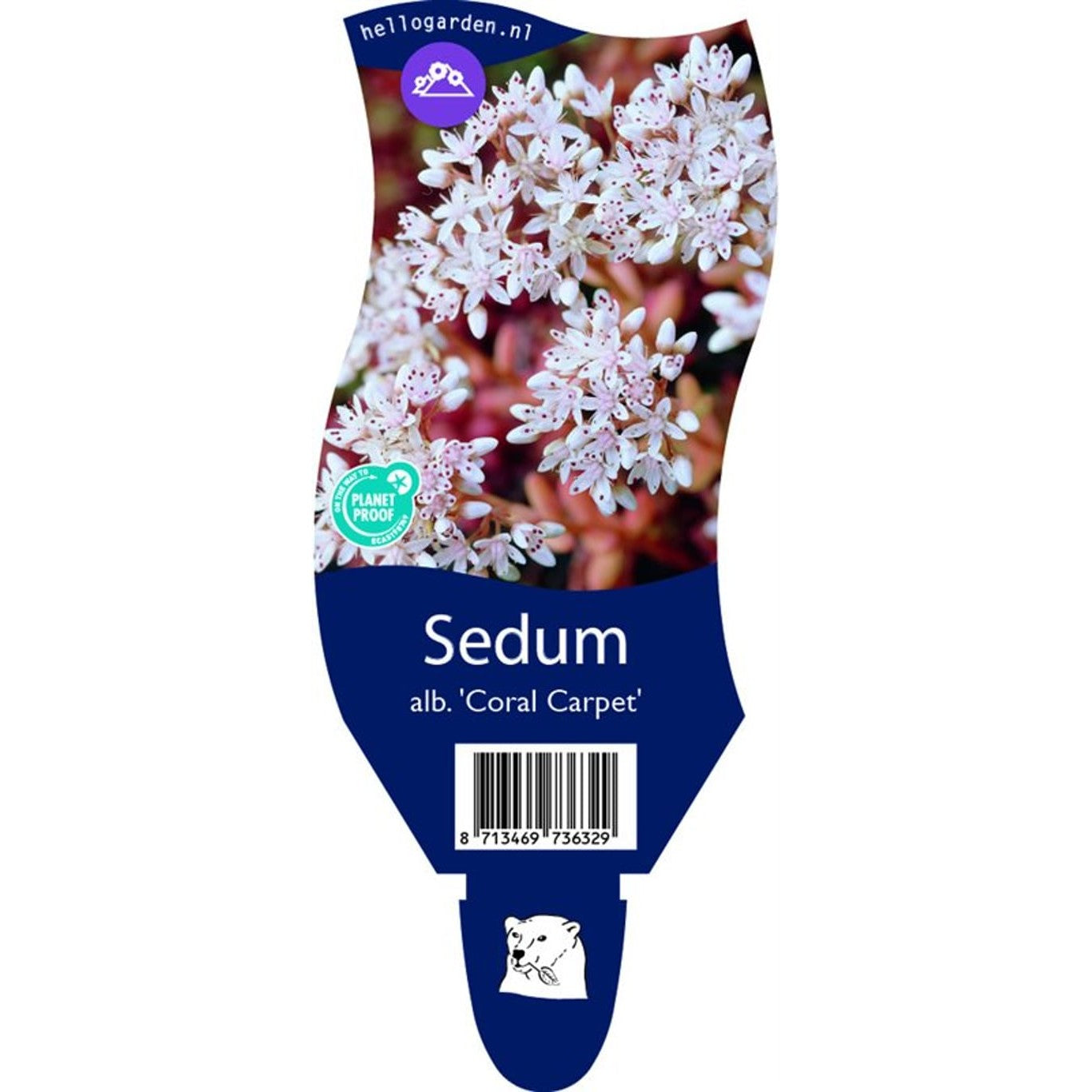 Vit fetknopp – Sedum album 'Coral Carpet' - P11